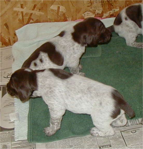 Puppies at 17 days