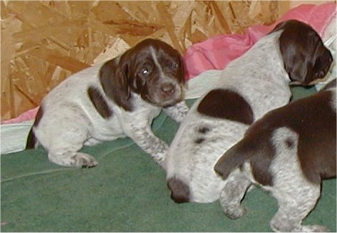 Jed x Riley puppies at 17 days