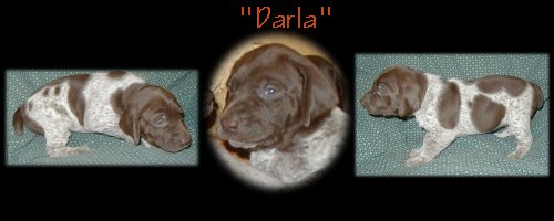 Darla --- Female