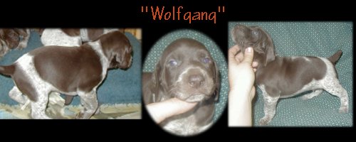 Wolfgang --- Male