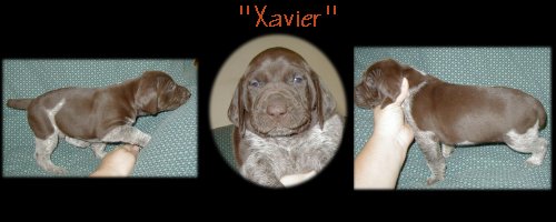 Xavier ---- Male