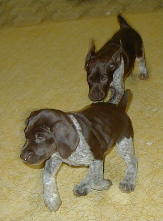 Xavier and Seven at 6 weeks